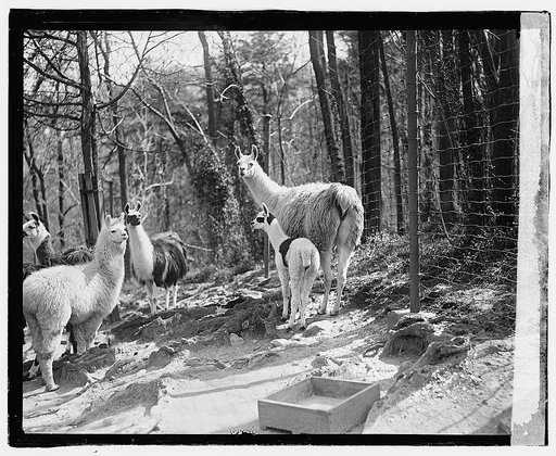 Zoo: llama