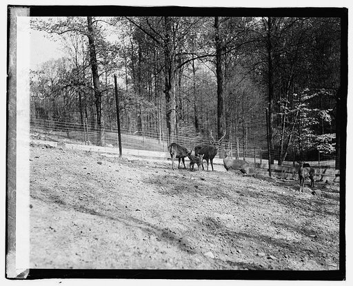 Zoo: hog, deer