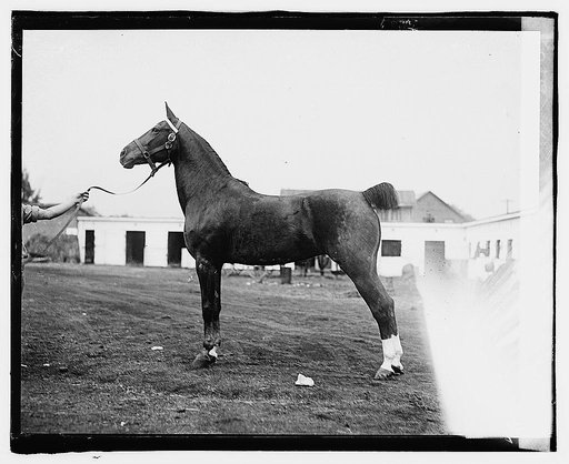Animation, owned by Loula Long Combs