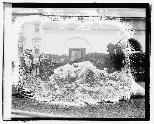 White House wool, 1920