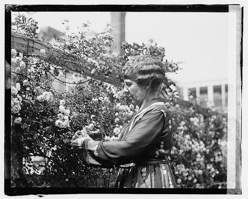 Mrs. Warren G. Harding