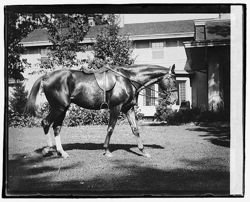 Quidron, General Pershing's horse