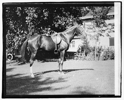 Quidron, General Pershing's horse