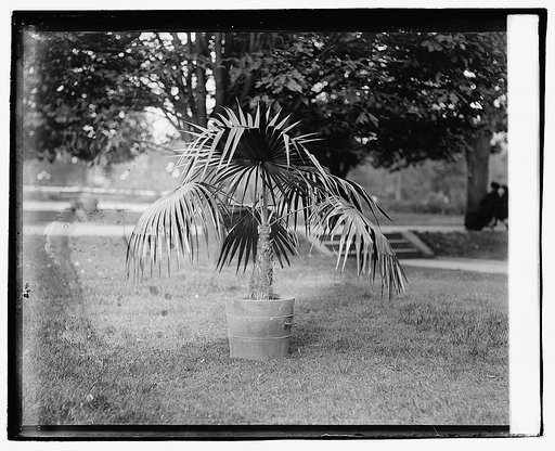 Cloth Palm, botanical garden