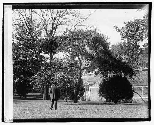 Confucius Oak, botanical garden