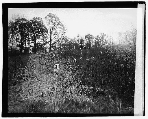 Fox hunt, 12/4/20