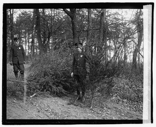 Cutting Christmas trees in park