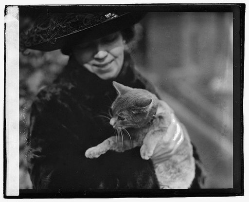 Cat story, 1/11/21