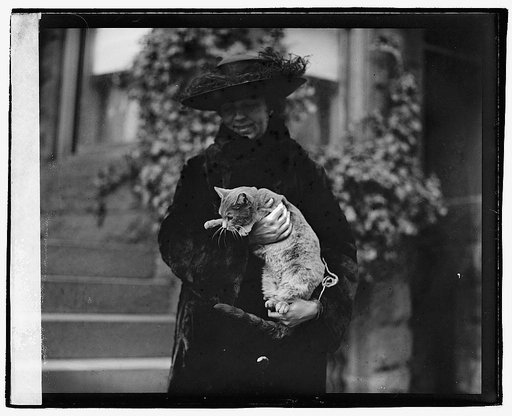 Cat story, 1/11/22