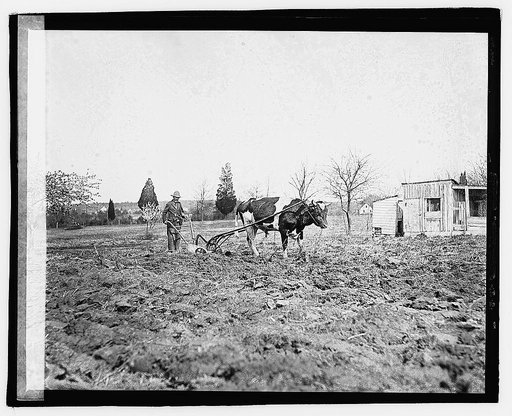 Ox pulling plow], 3/23/21