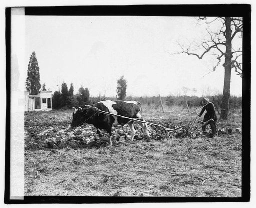 Ox pulling plow