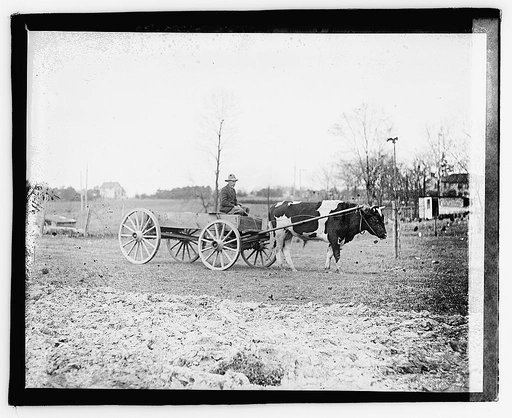 Ox pulling wagon