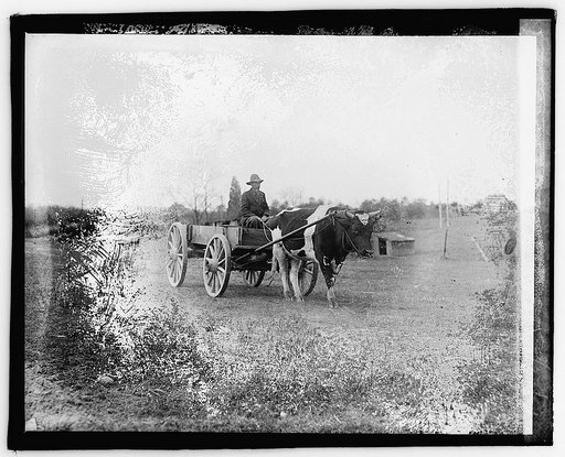 Ox pulling wagon], 3/23/21
