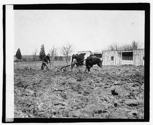 Ox pulling plow