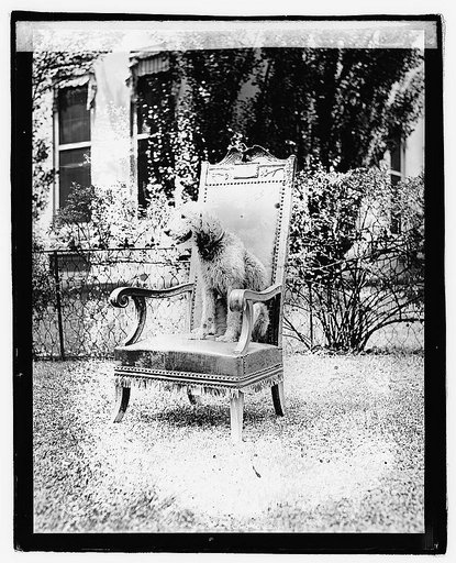 Laddie Boy in editorial chair, 7/13/21