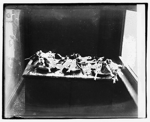Canary birds