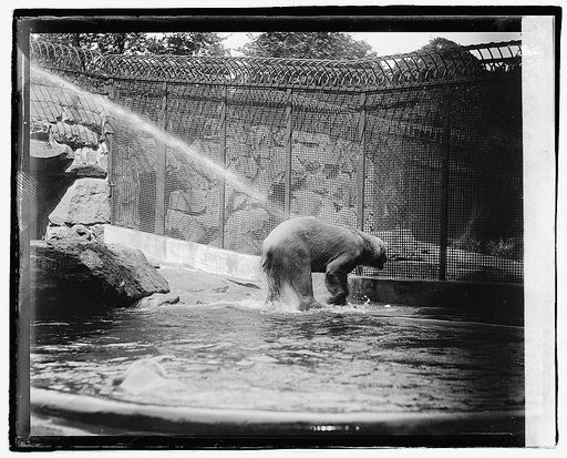 Zoo, Polar Bear