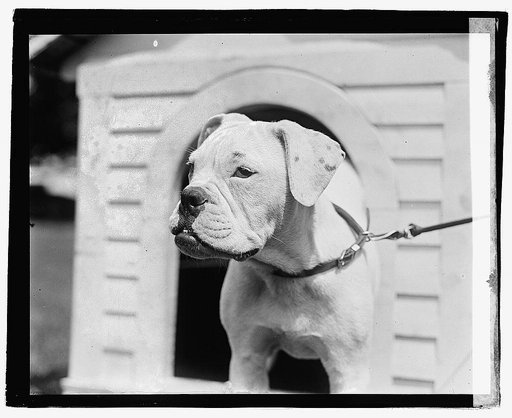 Mrs. Harding's dog O'Boy, 8/11/21