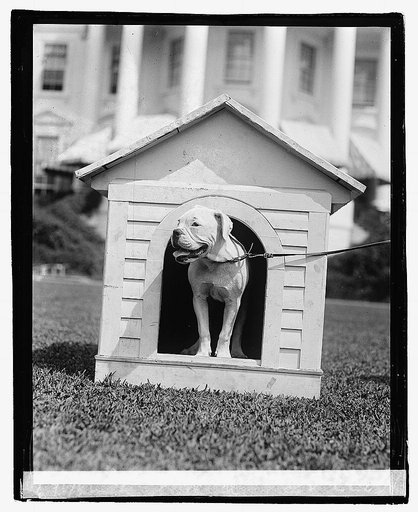 O'Boy, Mrs. Harding's dog, 8/11/21