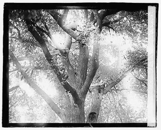 Wash. Elm, 8/13/21