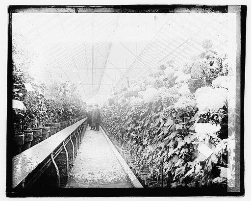 Chrysanthemum Show, 1921