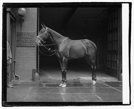 "Lady" Mrs. Harding's horse, 11/30/21