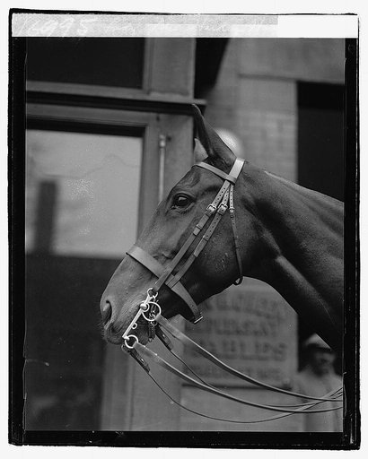 "Lady" Mrs. Harding's horse, 11/30/21
