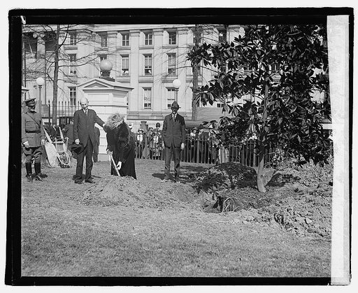Mrs. Harding planting tree, 3/29/22