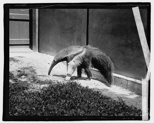 Snout Ant Eater