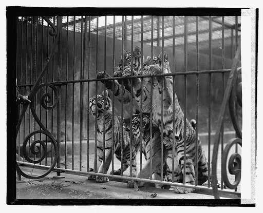 Tiger cubs