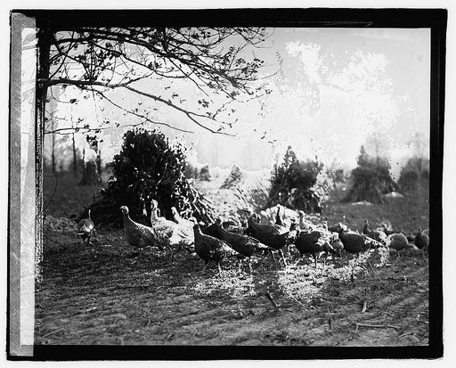 Turkeys, 11/24/22