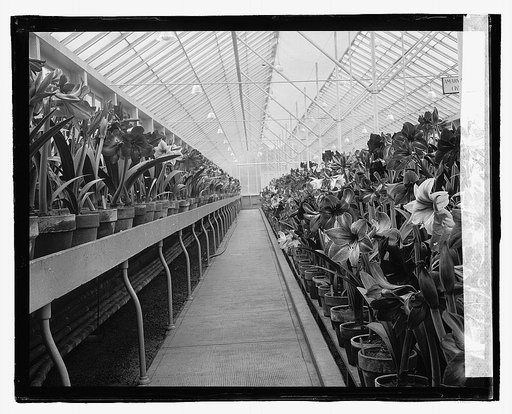 Amaryllis Show, 3/13/23