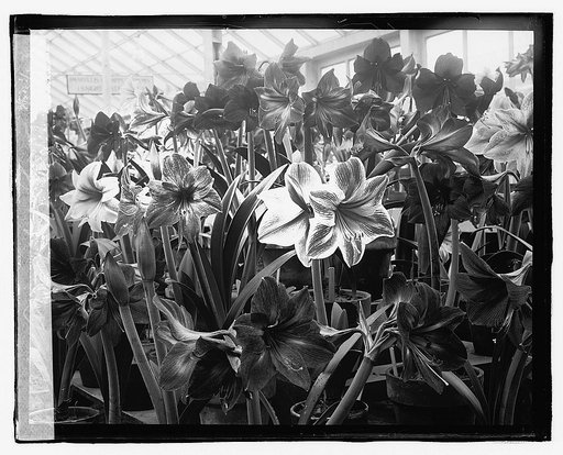 Amaryllis Show, 3/13/23
