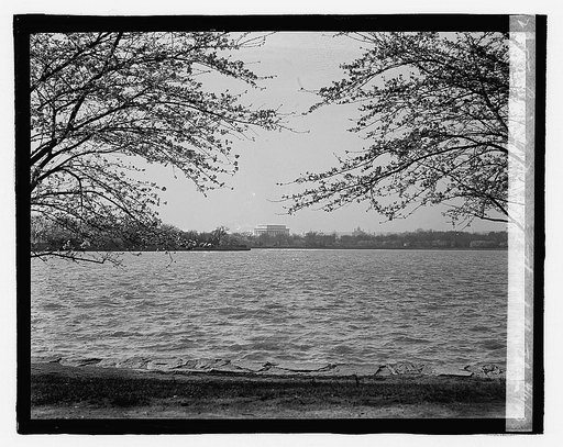 Lincoln Memorial through Cherry trees, 4/11/23