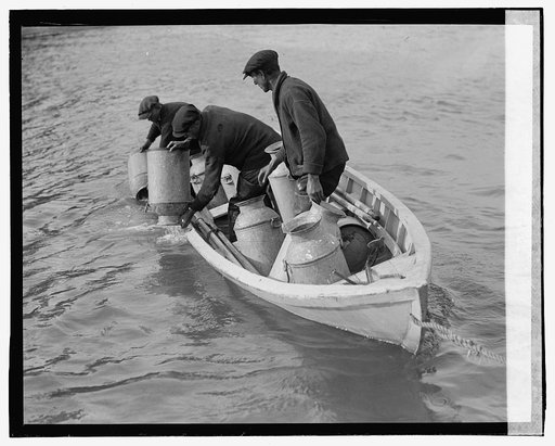 Planting shad, 6/1/23