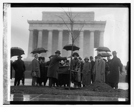 Oberlin tree planting, 11/5/23