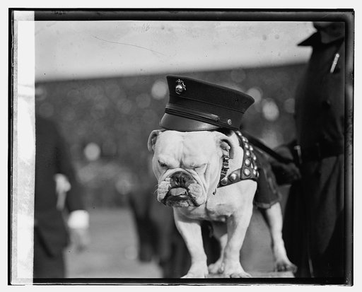 Marine mascot, [12/1/23