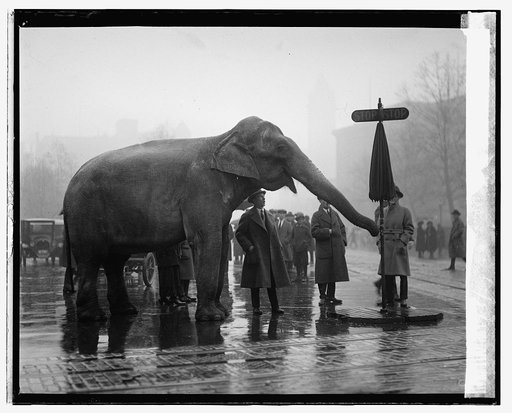 Elephant], 12/5/23