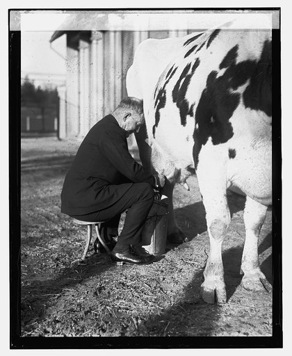 Secty. Wallace milking, [12/29/23