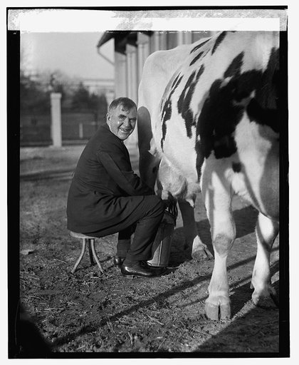 Secty. Wallace milking, 12/29/23