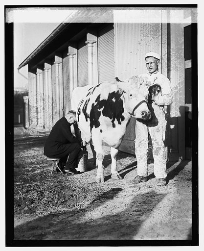 Secty. Wallace milking, [12/29/23