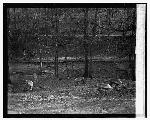 Reindeer, [1/11/24
