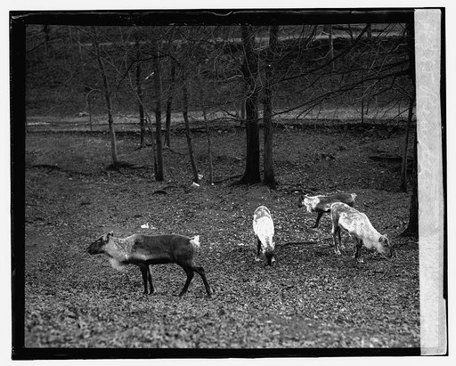 Reindeer, 1/11/24