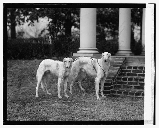 Mrs. Robt. Watson's dogs, 1/26/24
