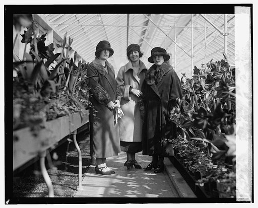 Amaryllis show, 1924, 3/15/24