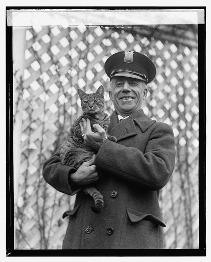 Tyger [i.e. Tiger], White House cat