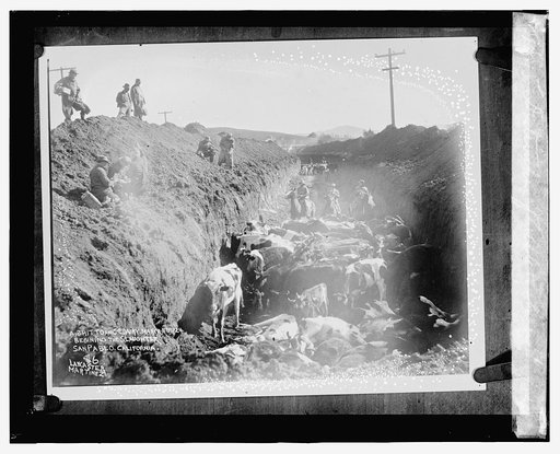 Destruction of cattle in Cal., 4/4/24