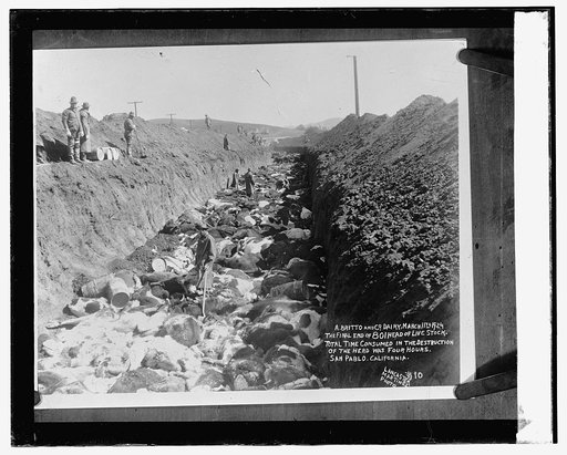 Destruction of cattle in Cal., 4/4/24