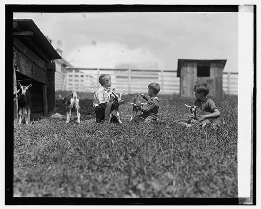 Children with young goats