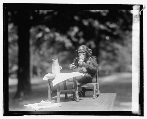 Baby chimpanzee at zoo
